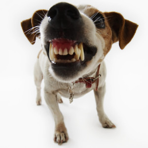 Jack Russell Terrier Snarling --- Image by © Royalty-Free/Corbis